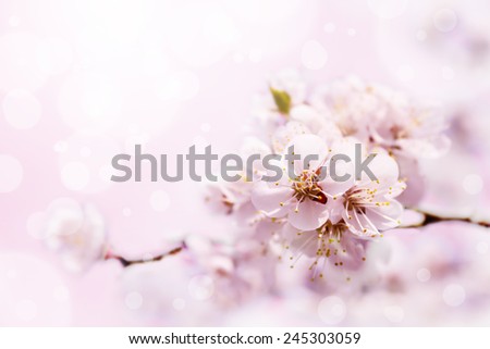 Spring white blossom against soft pink background