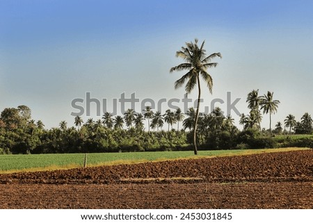 Lovely view indian rural areas pearl millet (bajra). processing farm. landscape view over millet fields. Farming Agriculture scene. coconut tree and countryside or a 'village' in India