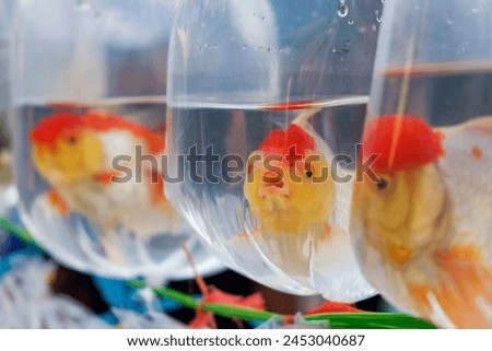 
Goldfish suffer in plastic. Fish are sold at the market. The fish opens its mouth. The color is white mixed with orange