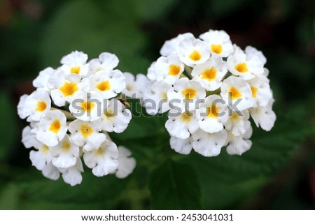 Close up of white Lantana Camara flowers with blurry green leaves background 