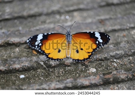Butterfly insect orange coler wing Lepidoptera