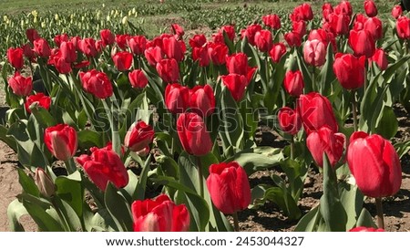 Red tulips blooming in spring