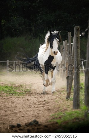 Horse run, beautiful irishcob at the country, Black and White horse