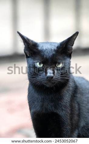Indian black cat with green eyes 