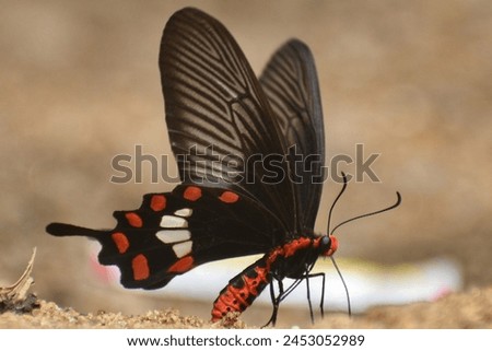 The Common Rose (Pachliopta aristolochiae) is admired for its vibrant red wings adorned with bold black markings. With a wingspan typically ranging from 70 to 90 millimeters Royalty-Free Stock Photo #2453052989