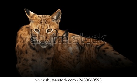 The Eurasian lynx feeding her two children in the dark of night on forest. Warm light with black background.