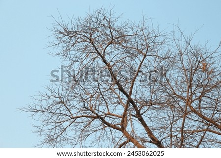 A dry tree that looked like a dying tree And it can also express loneliness, sadness, and sorrow.