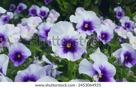 pansy garden flower purple background park