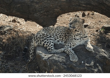A spotted leopard is sitting on a rock whilst his eyes are closed. the photo shows royalty and grace. The photo was shot in the afternoon and hence the leopard appears to be sleepy   