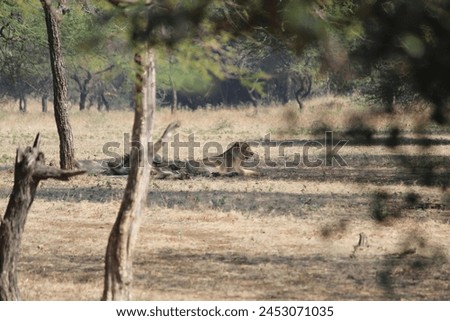 A lioness is seen resting at a distance in the dense forest of the Gir National Park.The lioness  seems sleepy since this picture was shot in the afternoon.