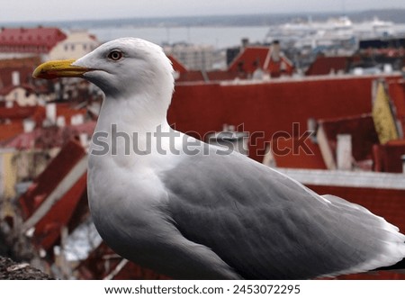 A large white seagull on the roof of a historic building in Tallinn. A sea bird of prey.