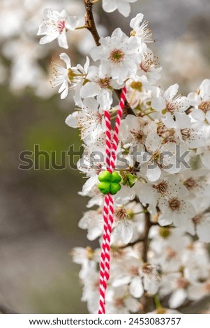 Traditional martenitsa tied on a blossom Prunus Cerasifera with blurred background. Spring wallpaper. Bulgarian tradition. Baba Marta Day. Symbol of the coming spring and of new life.