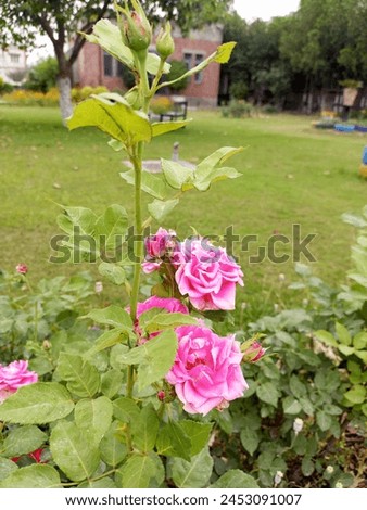 A rose plant with beautiful pink roses blooming on it, blooming Roses in the starting of spring, beautiful picture,Lahore, Pakistan 