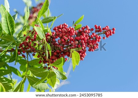 Fresh pink peppercorns on peruvian pepper tree branch. Blue sky at the background. Royalty-Free Stock Photo #2453095785