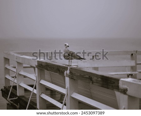 Seagull sitting at the edge of the sea bridge. Black white picture. Sea. Bird. 