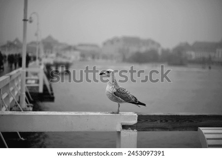 Seagull sitting at the edge of the sea bridge. Black white picture. Sea. Bird. 