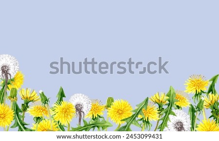 Watercolor illustration of Yellow Dandelions with Leaves in the Composition for greeting Cards of Invitations