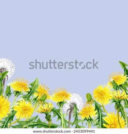 Aquarelle illustration of Yellow Dandelions with Leaves in the Composition for greeting Cards of Invitations