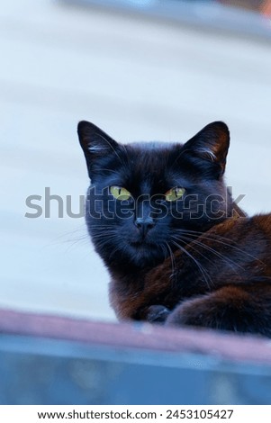 Portrait of a black cat on a rooftop, looking straight ahead, his eyes are yellow and green, the background is blurred and clear.