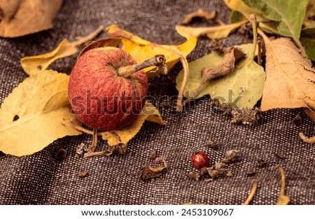 Dry apple on the grey material and ladybug. Nice autumn picture. Golden autumn. Dry apple with yellow leaves