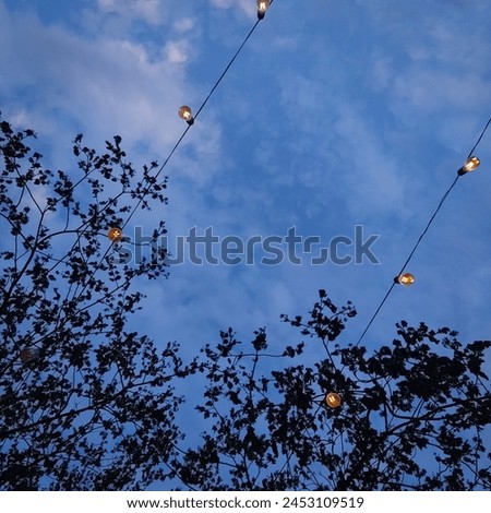 selective focus picture of branches and light decoration in the evening 