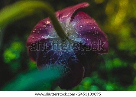 tulips, frost on flowers, macro, frost, garden, beauty, dandelions, lush green, beauty of nature, background, garden in spring, flora, petals, spring Royalty-Free Stock Photo #2453109895
