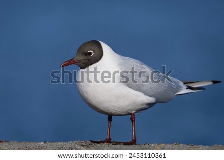 Black-headed gull in full view, portrait of a bird Royalty-Free Stock Photo #2453110361