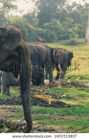 Sumatran elephant with the Latin name Elephas maximus sumatranus.