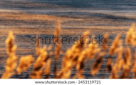 North-eastern European river after frosty winter. Ice began to melt, ice is saturated with meltwater. Morning sun colors ice surface, sunny path. Panicles of reed glow in rays of sun Royalty-Free Stock Photo #2453119721