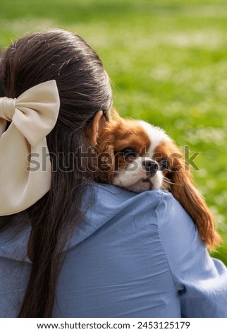Cute woman hugging her beautiful dog Cavalier King Charles Cocker Spaniel on a walk in the park, Cocker Spaniel put his muzzle on his shoulder. Close-up portrait. Love for pets. Royalty-Free Stock Photo #2453125179