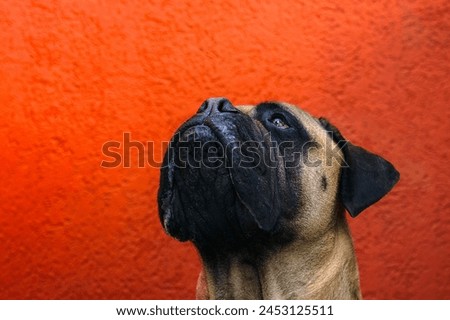 CLOSE UP OF A LARGE FAWN COLORED BULLMASTIFF LOOKING UP WITH A NICE CLEAR EYE AGAINST A BRIGHT ORANGE BACKGROUND ON MERCER ISLAND WASHINGTON