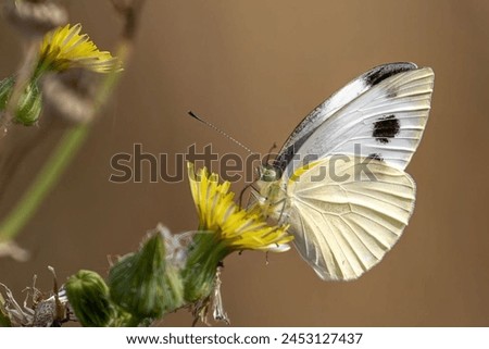 The Indian Cabbage White (Pieris canidia) is admired for its pristine white wings with black markings. With a wingspan typically ranging from 40 to 60 millimeters, these butterflies are medium-sized Royalty-Free Stock Photo #2453127437