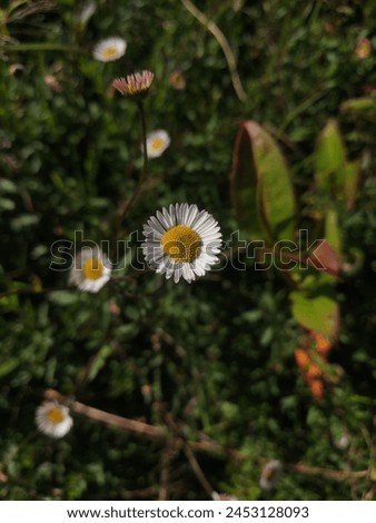 Common Daisy with a daisy background