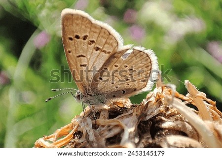 The Dark Grass Blue (Zizeeria karsandra) is characterized by its small size and dark coloration. With a wingspan typically ranging from 20 to 30 millimeters, these butterflies are relatively small Royalty-Free Stock Photo #2453145179