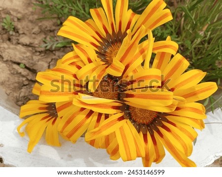 Gazania flowers, also known as Treasure Flowers, are dazzling annuals prized for their vibrant, daisy-like blooms and drought tolerance. These are in yellow, orange, red, purple, pink, and contrassed