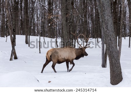 Large elk in the woods