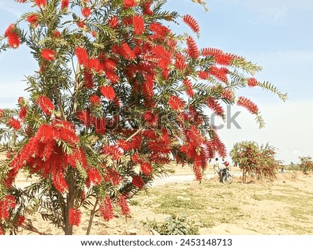The bottle brush plant is a unique shrub known for its distinctive cylindrical flower spikes resembling the bristles of a bottle brush. It features vibrant red or pink flowers and dense, evergreen. Royalty-Free Stock Photo #2453148713