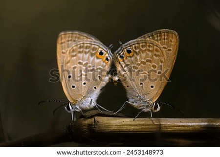The Gram Blue (Euchrysops cnejus) is characterized by its small size and vibrant blue coloration. With a wingspan typically ranging from 20 to 30 millimeters, these butterflies are relatively small  Royalty-Free Stock Photo #2453148973