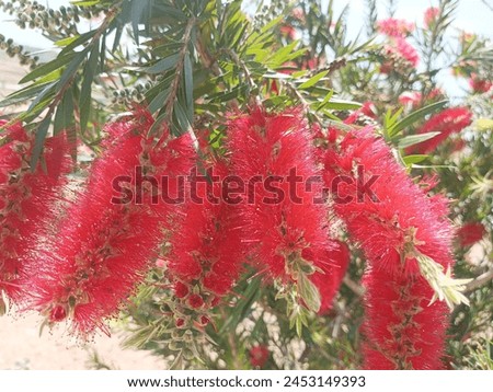 The bottle brush plant is a unique shrub known for its distinctive cylindrical flower spikes resembling the bristles of a bottle brush. It features vibrant red or pink flowers and dense, evergreen. Royalty-Free Stock Photo #2453149393