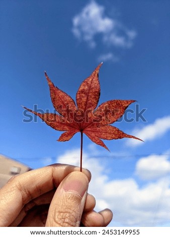 Momiji leaf during autumn in Japan.