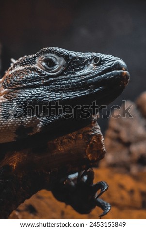 Exotic reptiles,
Fiji iguana, Mexican iguana, helmet lizard or false chameleon, gecko, African lizard