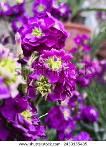 Branch of purple aesthetic flowers. High quality picture.
