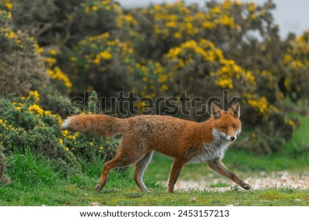 Red Fox or Vulpes vulpes close-up, Image shows the lone fox on the edge of a park on the outskirts of London with a Industrial estate in the background 