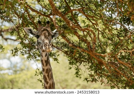 A giraffe in their real habitat. A giraffe in african savanna. Giraffe in tanzania