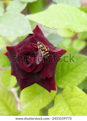 A bee sitting on red rose in the forest. High quality picture.