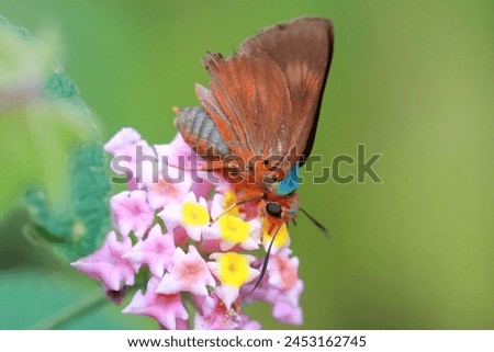 Branded Orange Awlet (Burara oedipodea) is admired for its medium size and striking wing patterns. With a wingspan typically ranging from 30 to 40 millimeters, these butterflies are relatively small Royalty-Free Stock Photo #2453162745