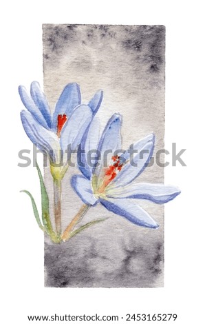watercolor drawing of flowers - crocus on a watercolor background. template for postcard, business card, invitation and your design
