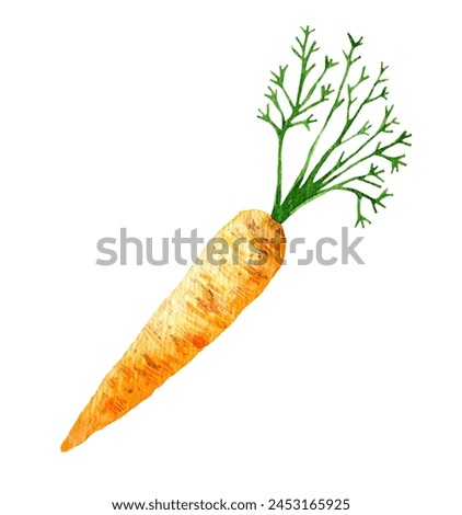 Carrot.  Watercolor illustration isolated on white background for logo, menu, poster.