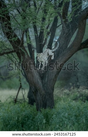Cheetah cub in it's natural habitat in Kenya