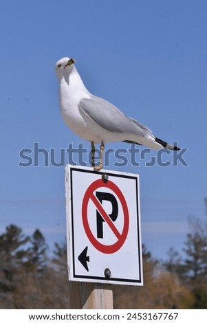 Seagull perched on a No Parking sign 